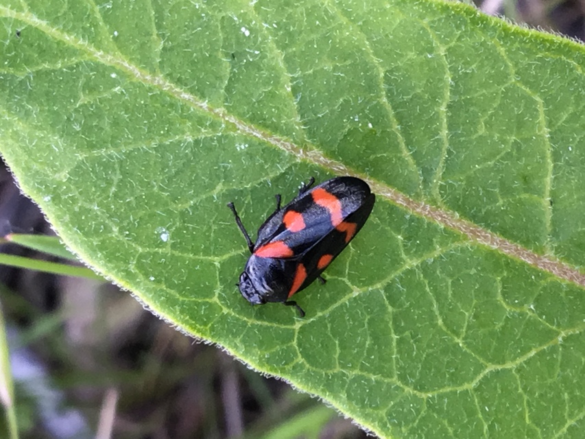 Cercopis arcuata/sanguinolenta