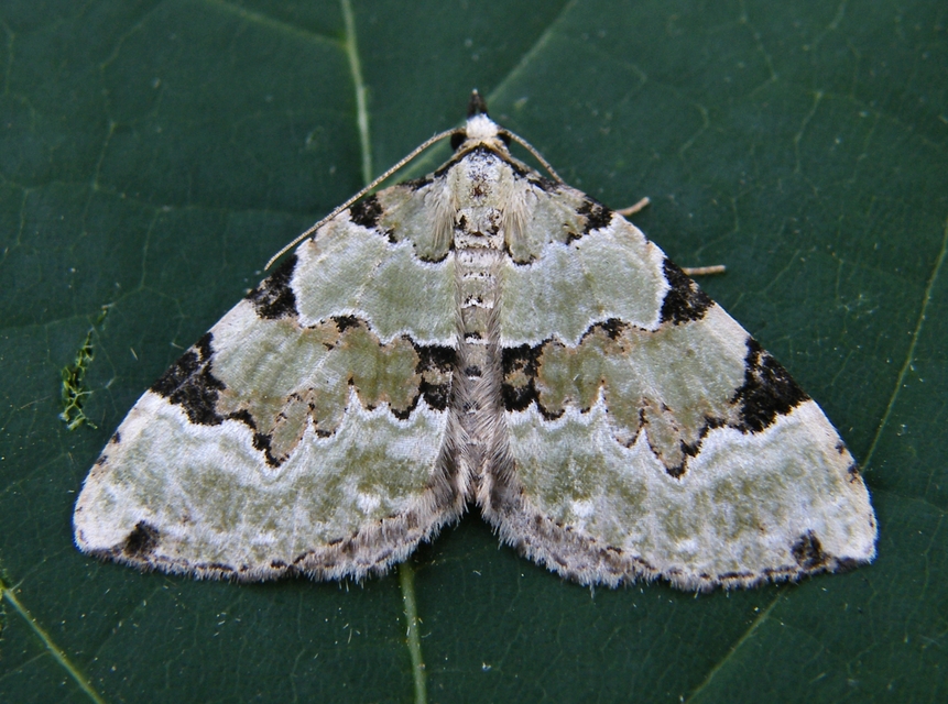 Colostygia pectinataria - zöld levélaraszoló