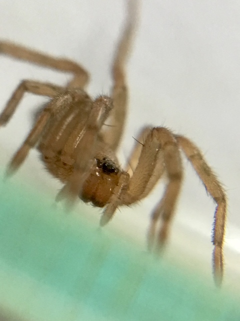 Gnaphosidae - kövipókok