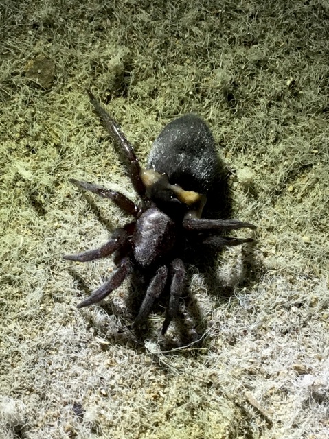 Scotophaeus
