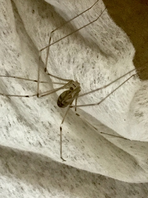 Pholcus phalangioides - nagy álkaszáspók Pholcus phalangioides - nagy álkaszáspók