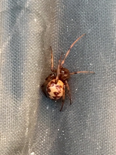 Steatoda triangulosa - háromszöges faggyúpók