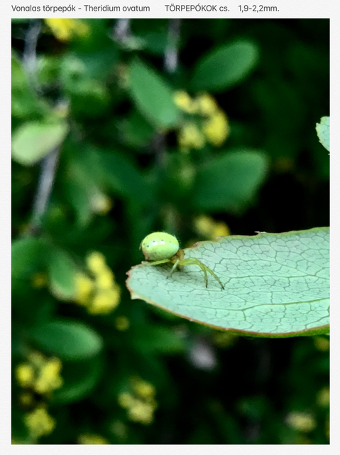 Araniella