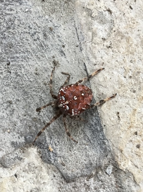 Araneus diadematus - koronás keresztespók