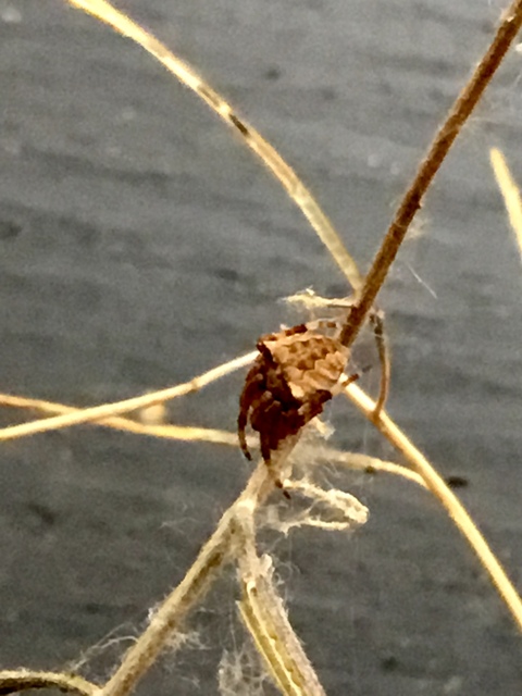 Araneus circe/angulatus