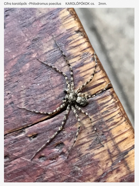 Philodromus poecilus - cifra karolópók