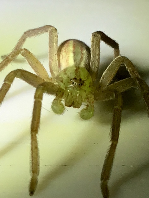 Micrommata virescens - hunyópók