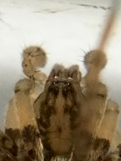 Anyphaena accentuata - jegyespók