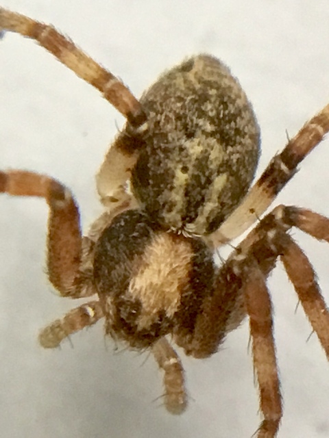 Philodromus