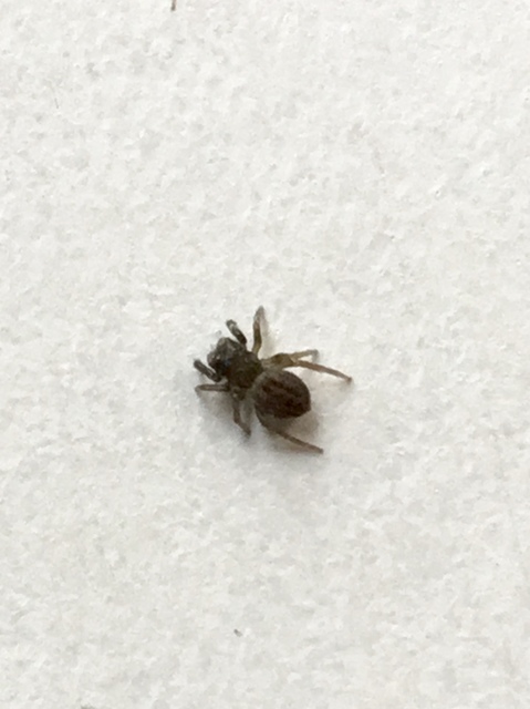 Salticidae - ugrópókok