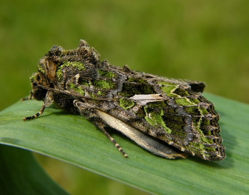 Trachea atriplicis - nyári zöldbagoly