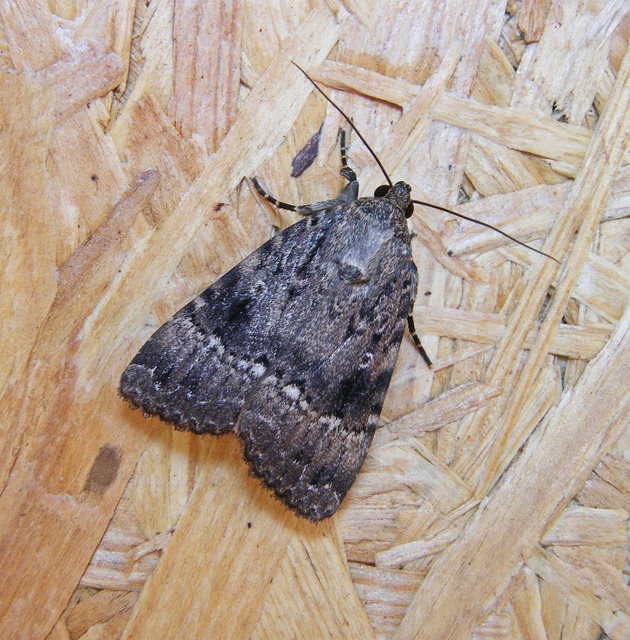Amphipyra berbera/pyramidea