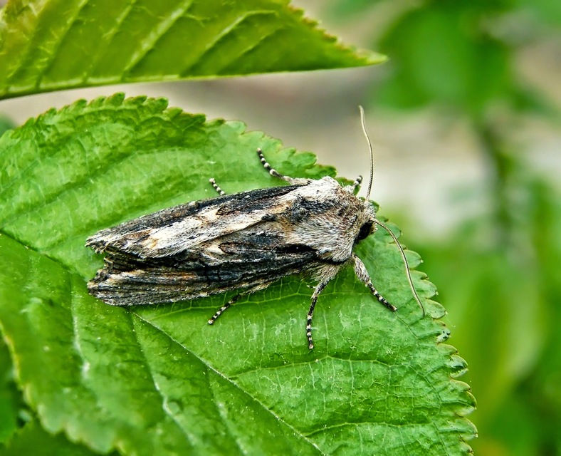 Egira conspicillaris - változékony szürkebagoly
