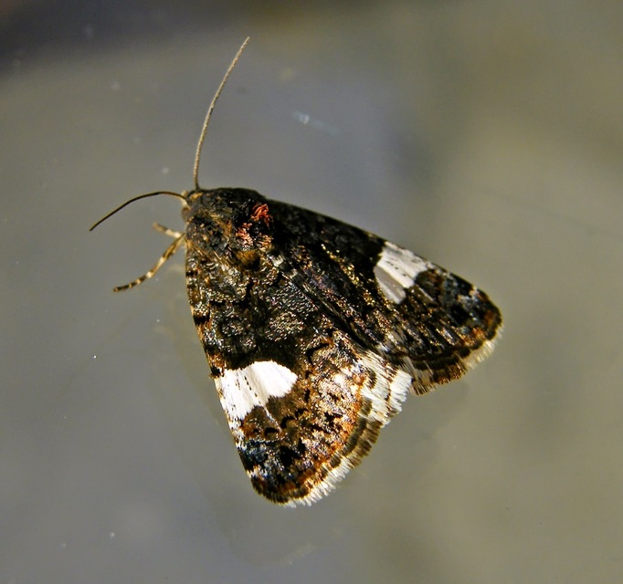 Tyta luctuosa - fekete nappalibagoly