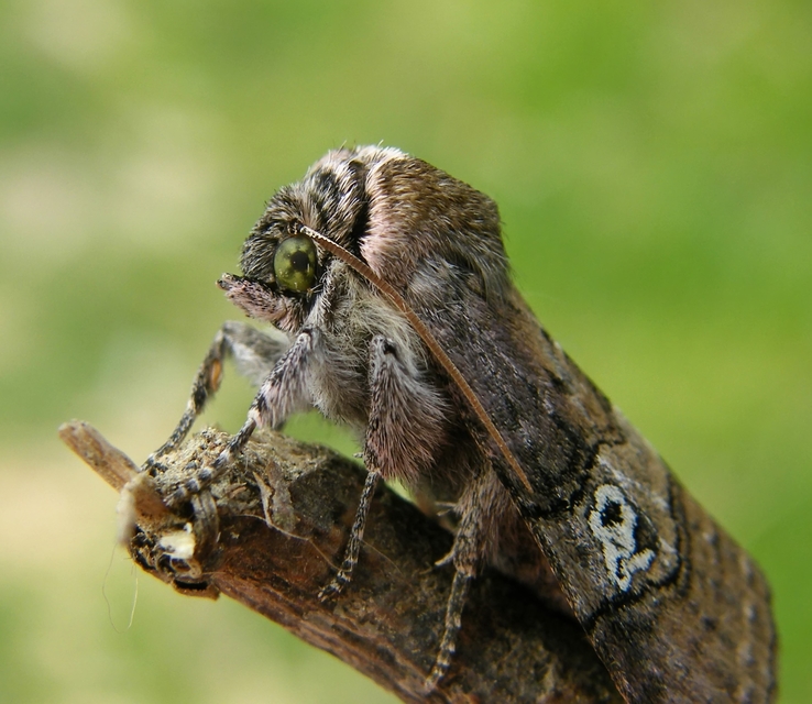 Tethea ocularis - pápaszemes pihésszövő