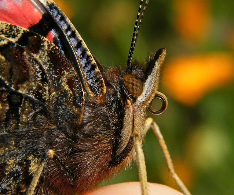 Vanessa atalanta - atalantalepke