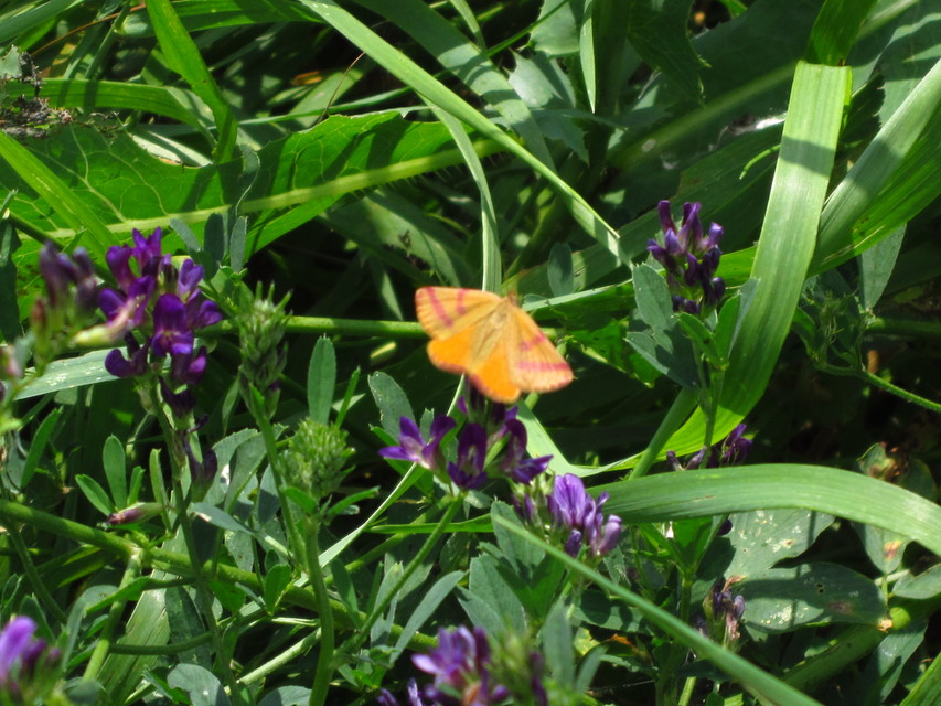 Lythria purpuraria - bíborsávos araszoló