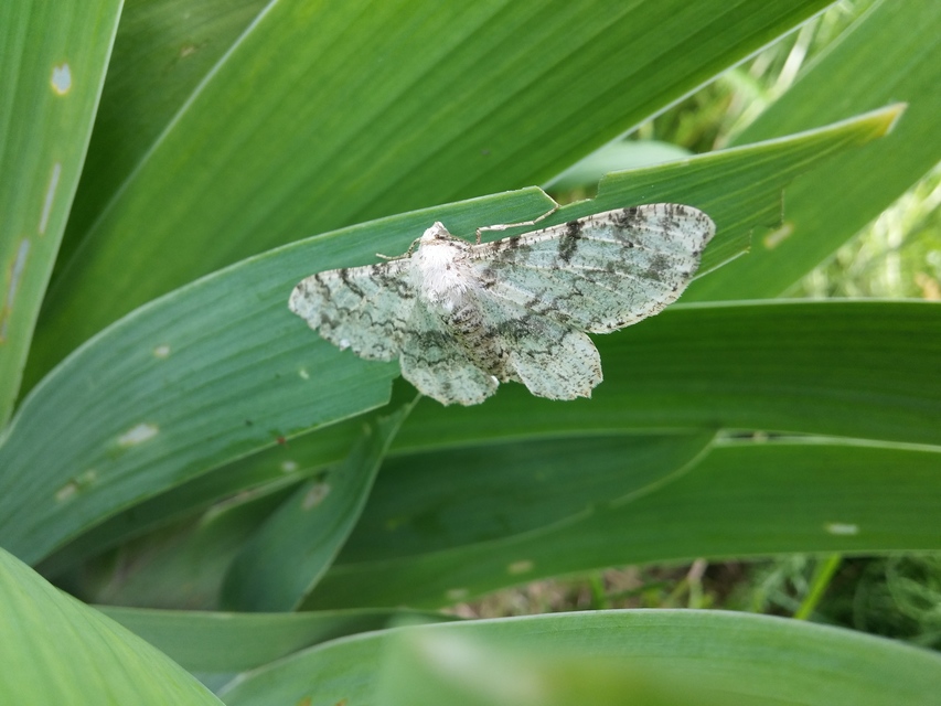 Ascotis selenaria - holdas faaraszoló