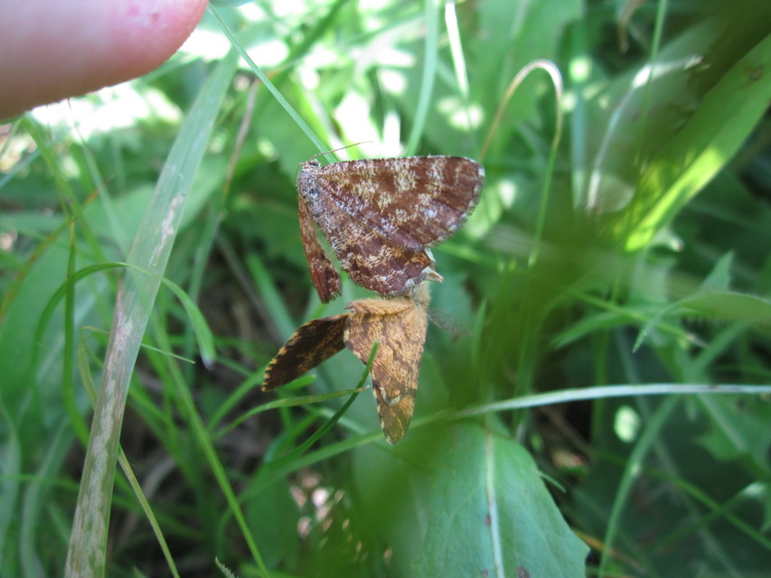Ematurga atomaria - barna rétiaraszoló
