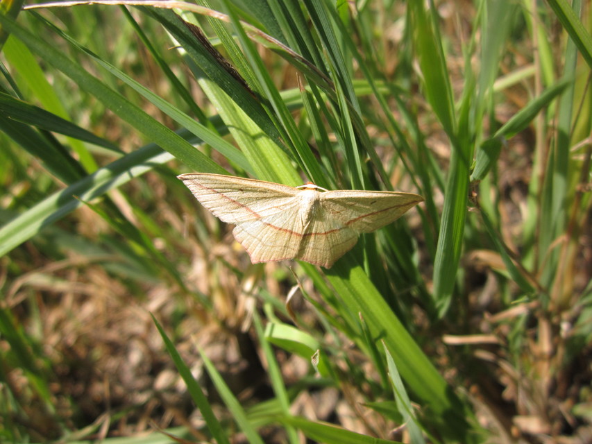 Timandra comae - piroscsíkos csipkésaraszoló