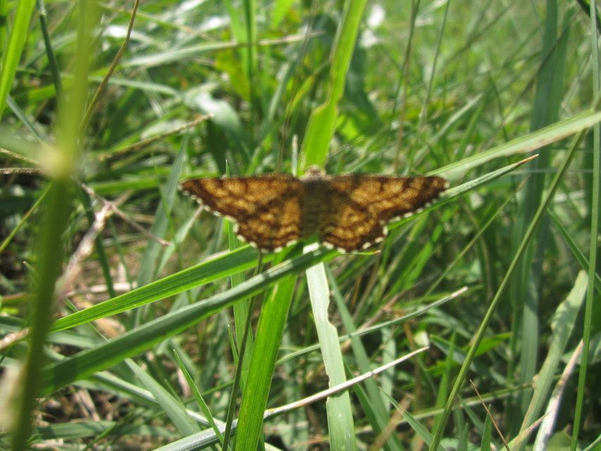 Ematurga atomaria - barna rétiaraszoló