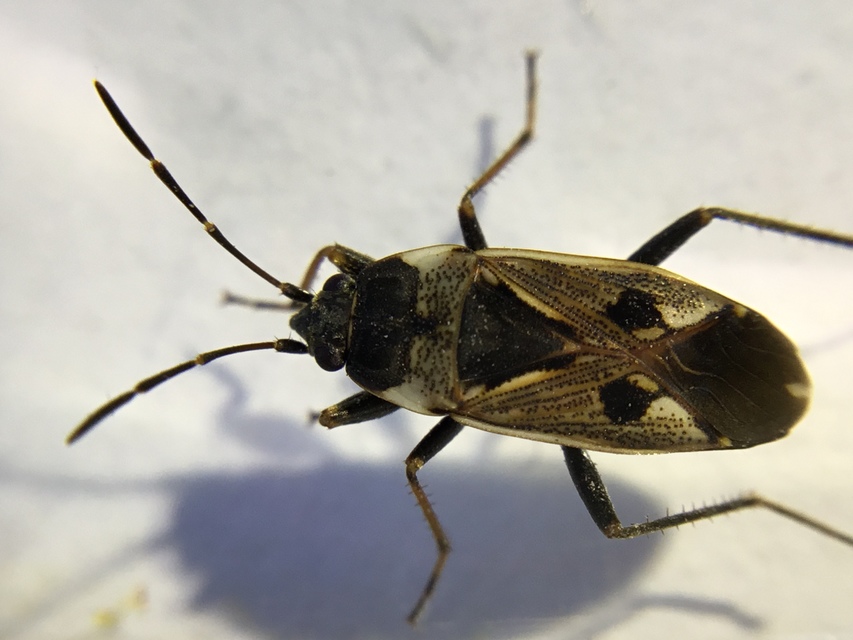 Rhyparochromus vulgaris - közönséges díszesbodobács