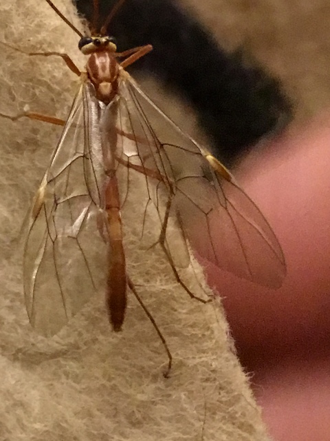 Ophion obscuratus