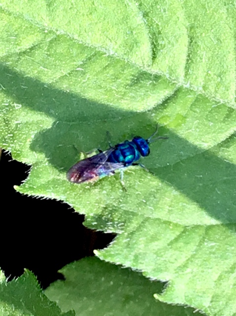 Chrysididae - fémdarazsak