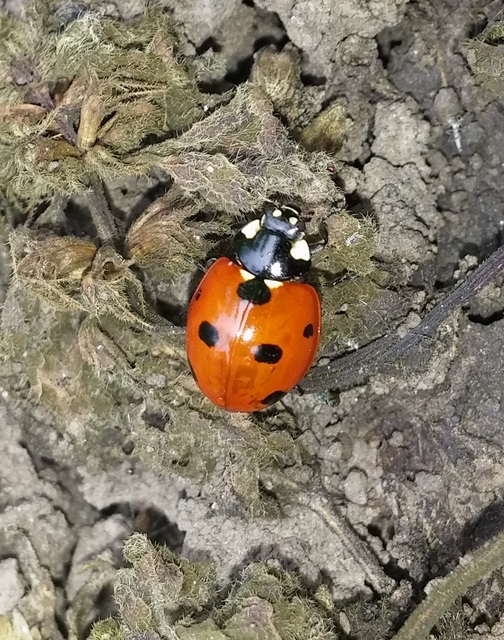 Coccinella septempunctata - hétpettyes katica