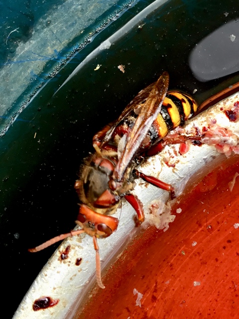 Vespa crabro - lódarázs