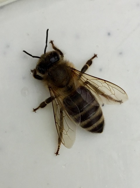 Apis mellifera - háziméh