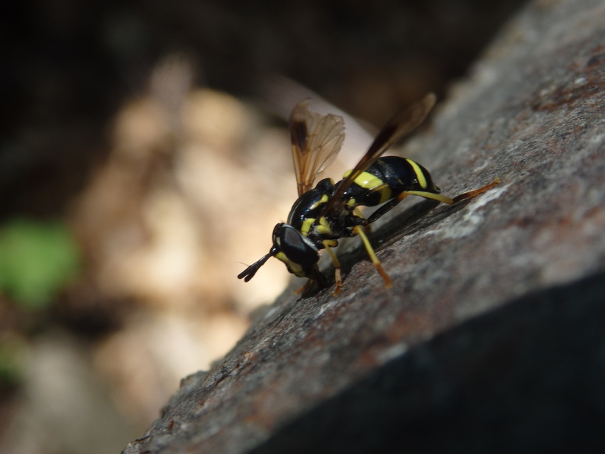 Chrysotoxum bicinctum - kétpántos öveslégy