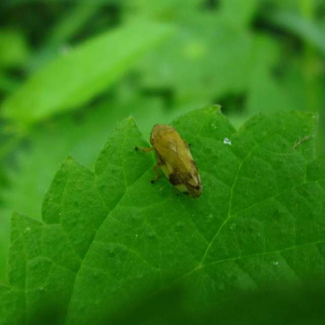 Aphrophora alni