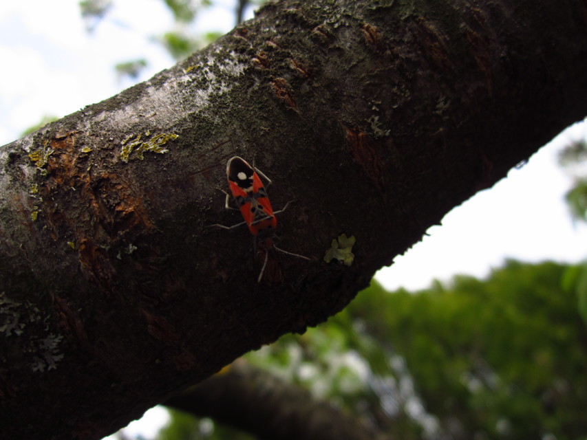 Lygaeus equestris/simulans