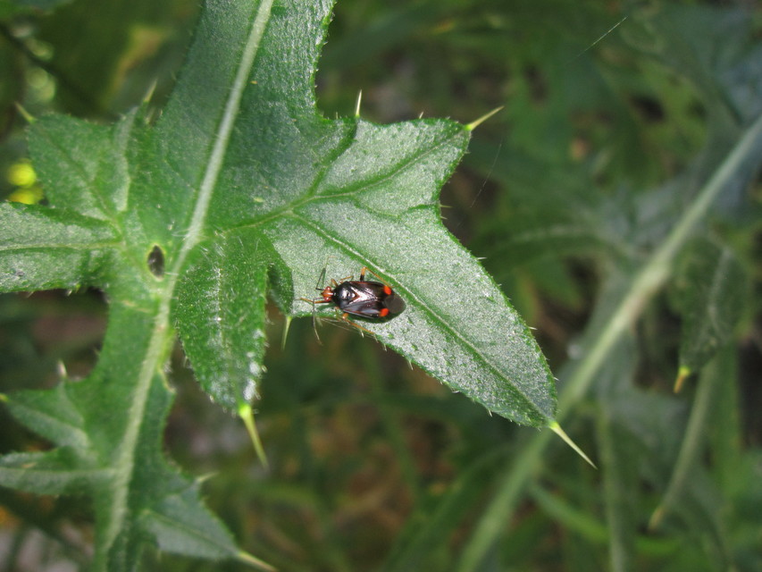 Deraeocoris ruber - vöröses mezeipoloska