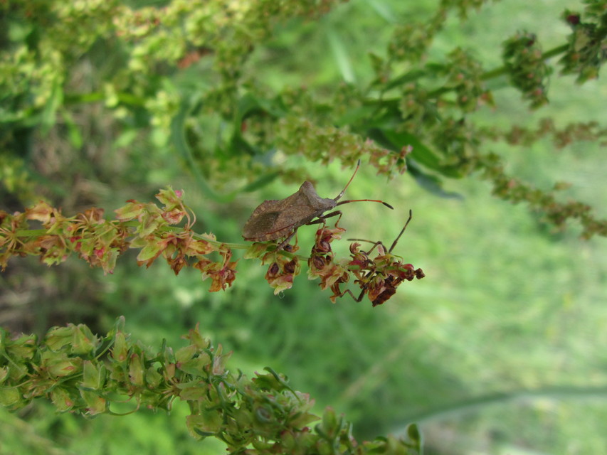 Coreus marginatus - közönséges karimáspoloska