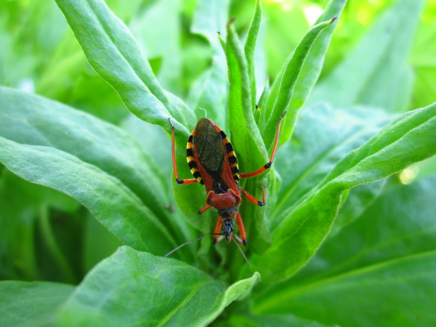 Rhynocoris iracundus - közönséges gyilkospoloska
