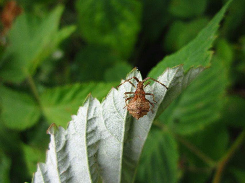 Coreus marginatus - közönséges karimáspoloska
