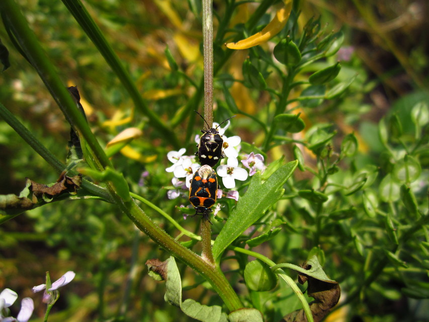 Eurydema oleracea - paréjpoloska Eurydema oleracea - paréjpoloska