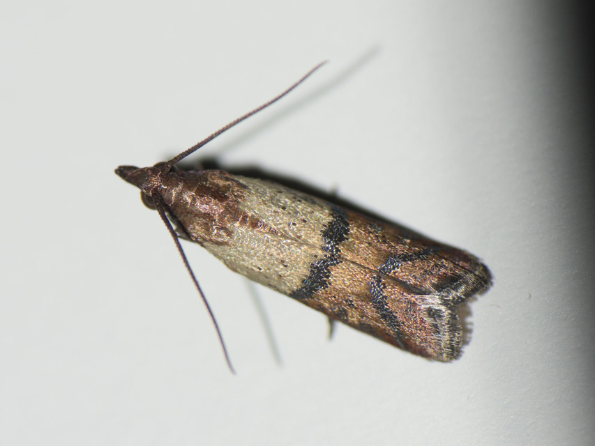 Plodia interpunctella - aszalványmoly