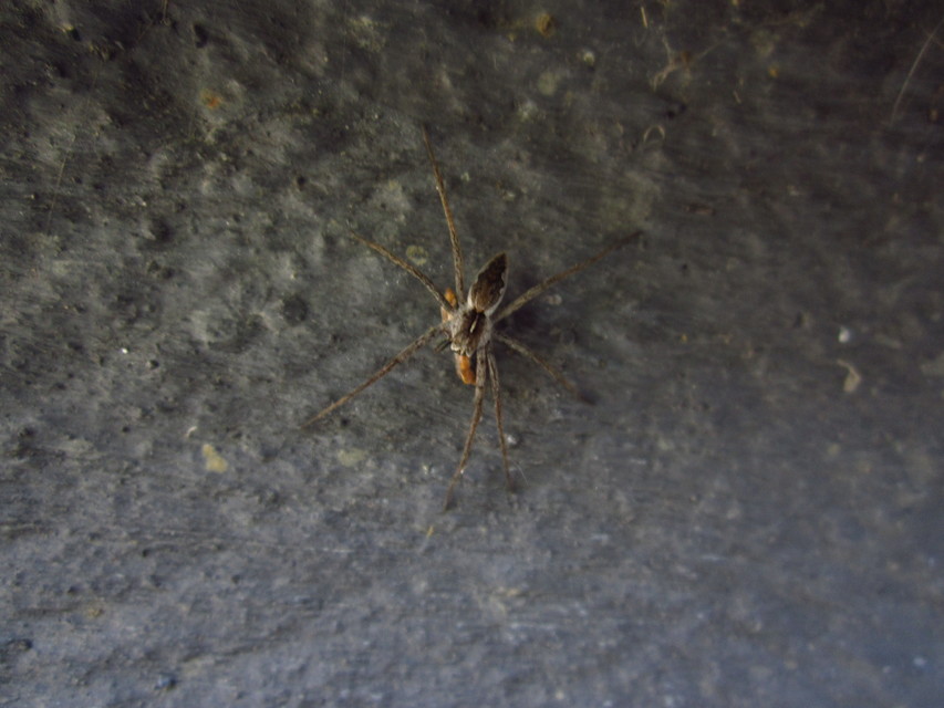 Pisaura mirabilis - csodáspók