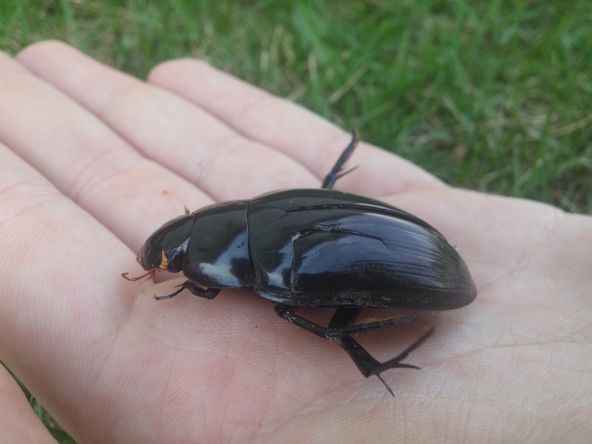 Hydrophilus aterrimus - fekete óriáscsibor