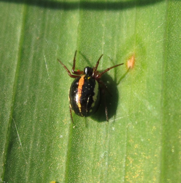 Hypsosinga pygmaea - törpe keresztespók
