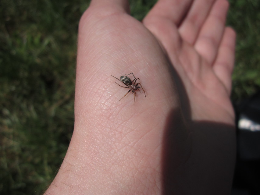 Micaria formicaria