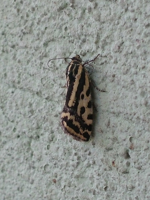 Emmelia trabealis - zebrabagoly