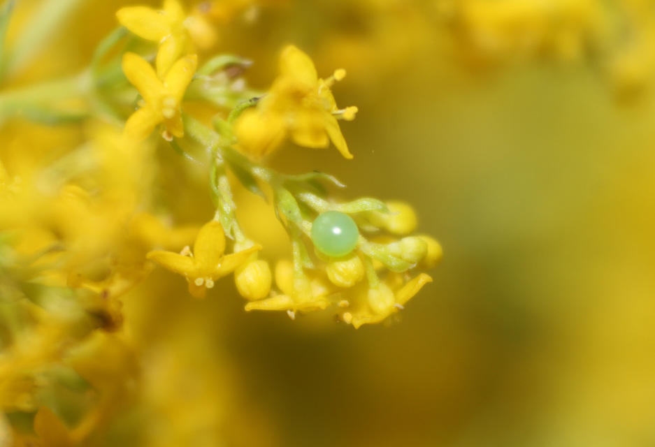 Macroglossum stellatarum - kacsafarkú szender