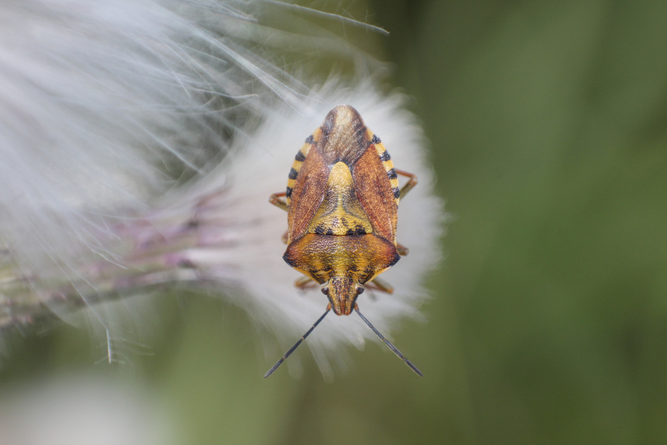 Carpocoris Carpocoris