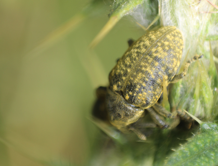 Larinus carlinae - foltos púderbarkó