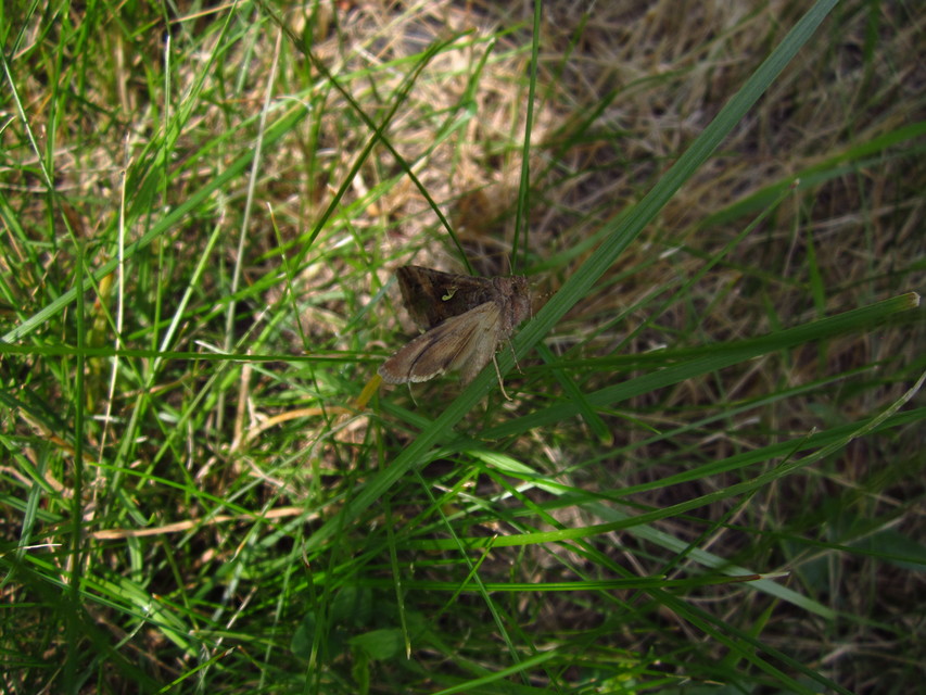 Autographa gamma - gammalepke