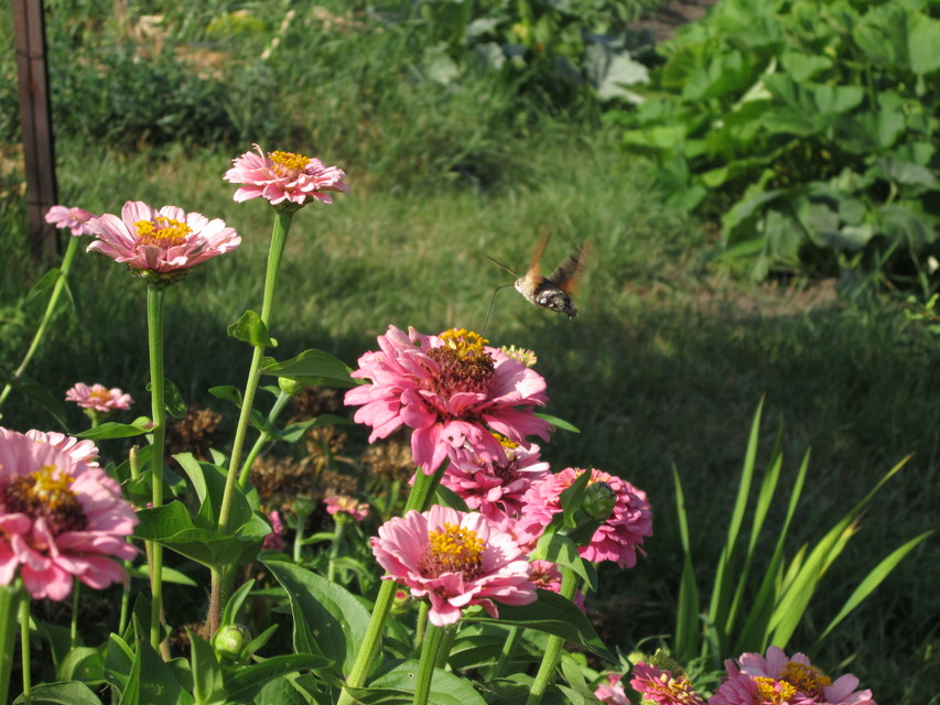 Macroglossum stellatarum - kacsafarkú szender